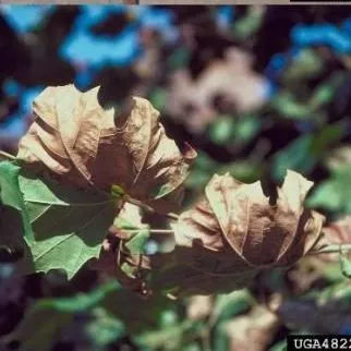 thumbnail for publication: Key Plant, Key Pests: Sycamore (Platanus spp.)